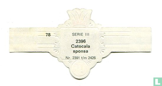 Catocala sponsa - Image 2