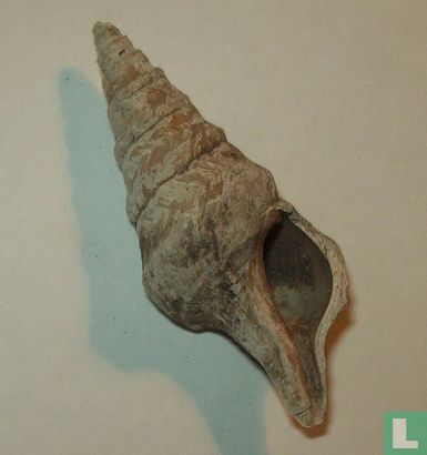 Perrona obliquipliculata