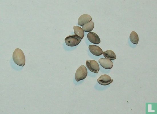 Bullichna paucistriata