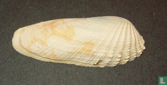 Petricola pholadiformis - Image 2