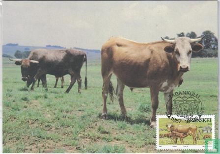 Domestic Animals