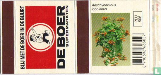 De Boer - Aeschynanthus lobbianus