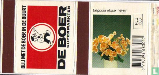 De Boer - Begonia elatoir