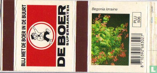 De Boer - Begonia lorraine