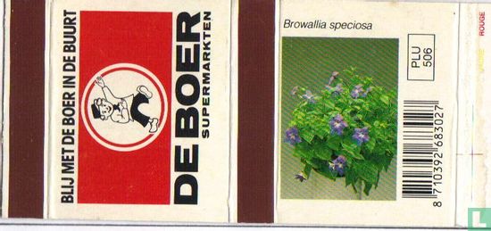 De Boer - Browallia speciosa