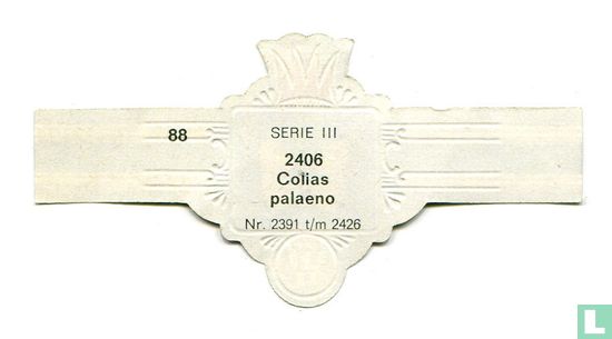 Colias palaeno - Image 2