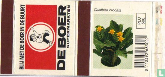 De Boer - Calathea crocata