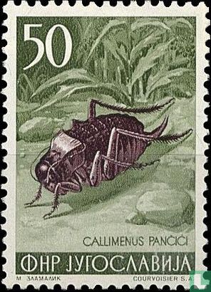Callimenus pancici