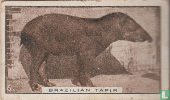 Brazilian Tapir - Image 1