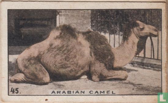 Arabian Camel - Image 1