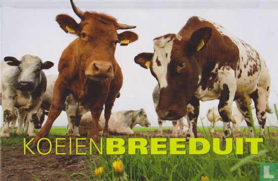 Koeien breeduit - Afbeelding 1