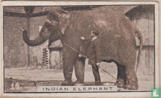 Indian Elephant - Afbeelding 1