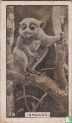 Galago - Image 1
