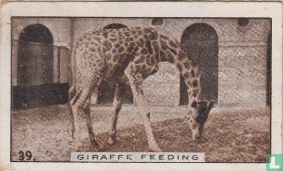 Giraffe feeding - Bild 1