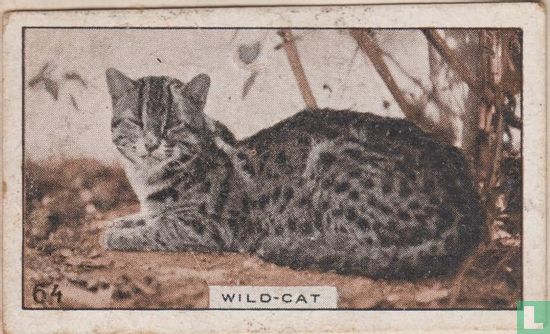 Wild-cat - Image 1