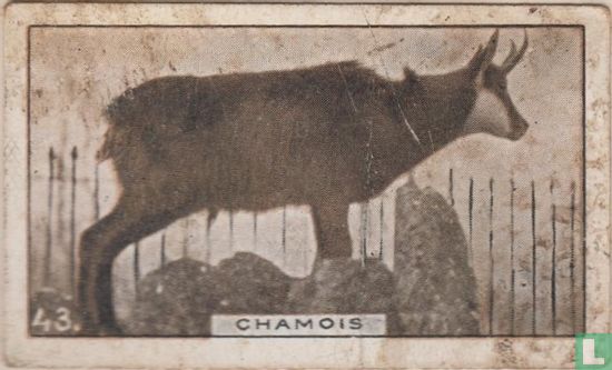 Chamois - Image 1