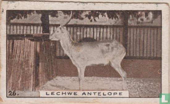 Lechwe Antelope - Image 1