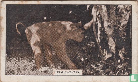 Baboon - Image 1