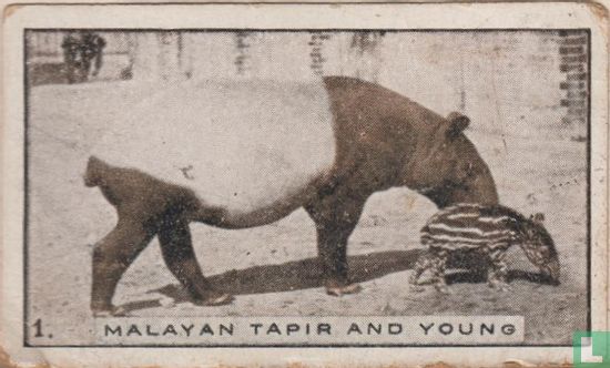 Malayan Tapir and young - Image 1