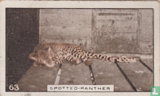 Spotted-panther - Afbeelding 1