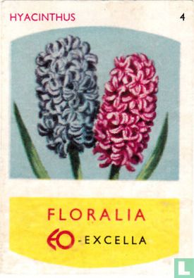 Hyacinthus - Image 1