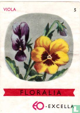 Viola - Image 1