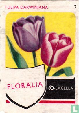 Tulipa Darwiniana - Afbeelding 1