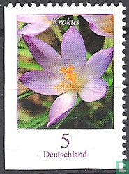 Krokus