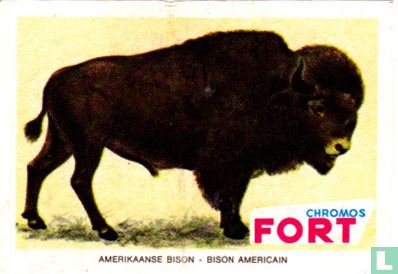 Amerikaanse Bison