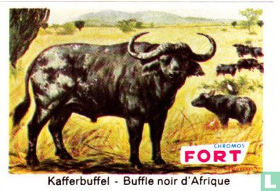 Kafferbuffel