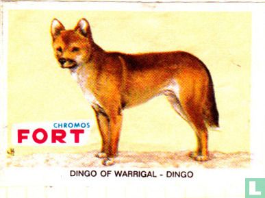 Dingo of Warrigal