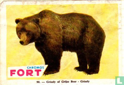 Grizzly of Grijze Beer