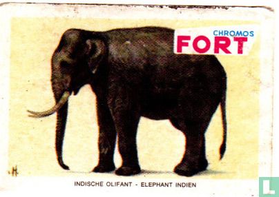 Indische Olifant