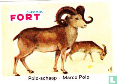 Polo-schaap