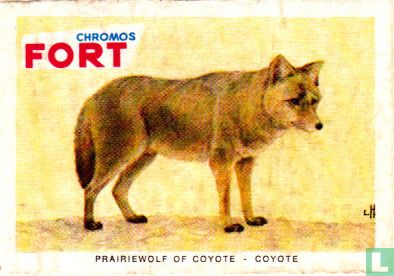 Prairiewolf of Coyote