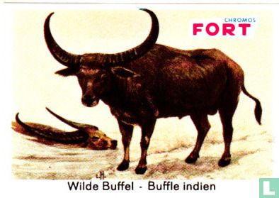 Wilde Buffel