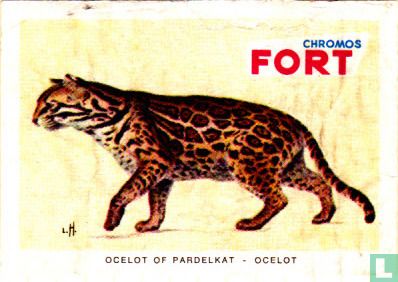 Ocelot of Pardelkat