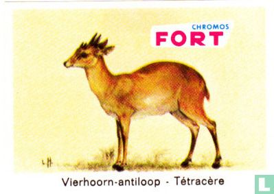 Vierhoorn-antiloop