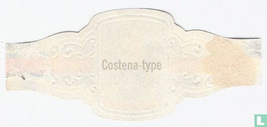 Costena-type - Afbeelding 2