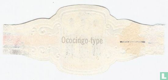 [Type Ococingo] - Image 2