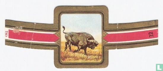Kaffer-buffel - Afbeelding 1