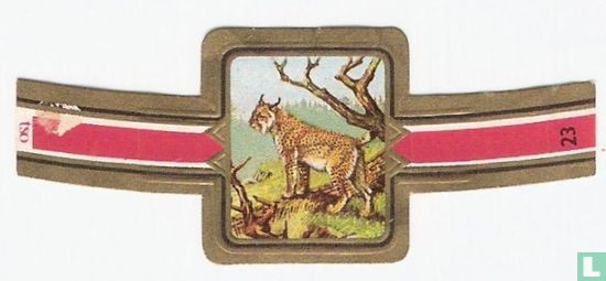 Lynx - Image 1