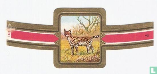 Serval - Afbeelding 1