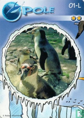 Pinguïn - Bild 1