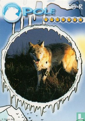 Wolf - Bild 1