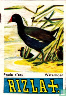 Waterhoen - Poule d'eau - Afbeelding 1
