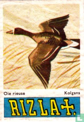 Kolgans - Afbeelding 1