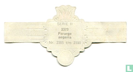 Pararge aegeria - Image 2