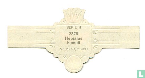 Hepialus humuli - Afbeelding 2