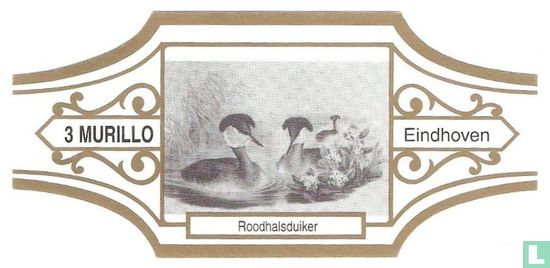 Roodhalsduiker - Bild 1